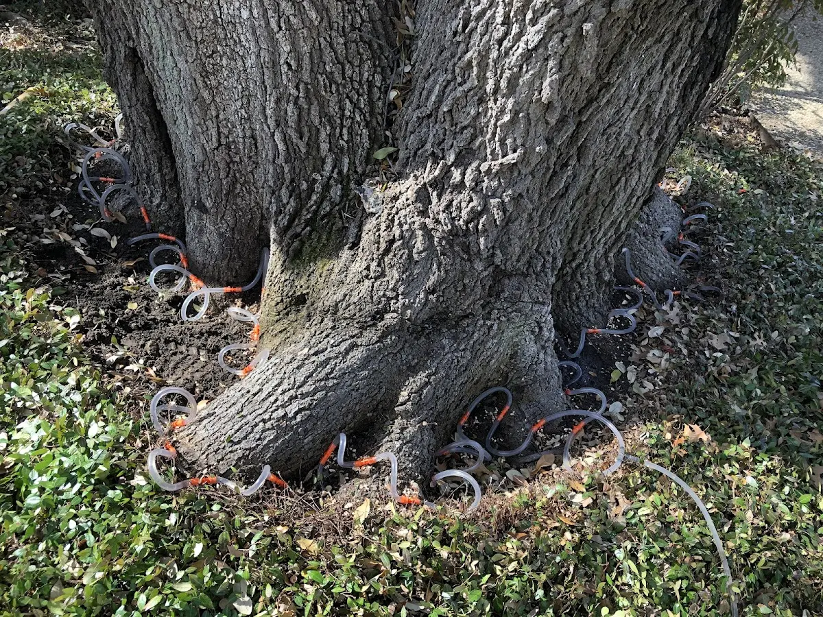 Detailed Tree Cabling and Bracing job site in Monahans